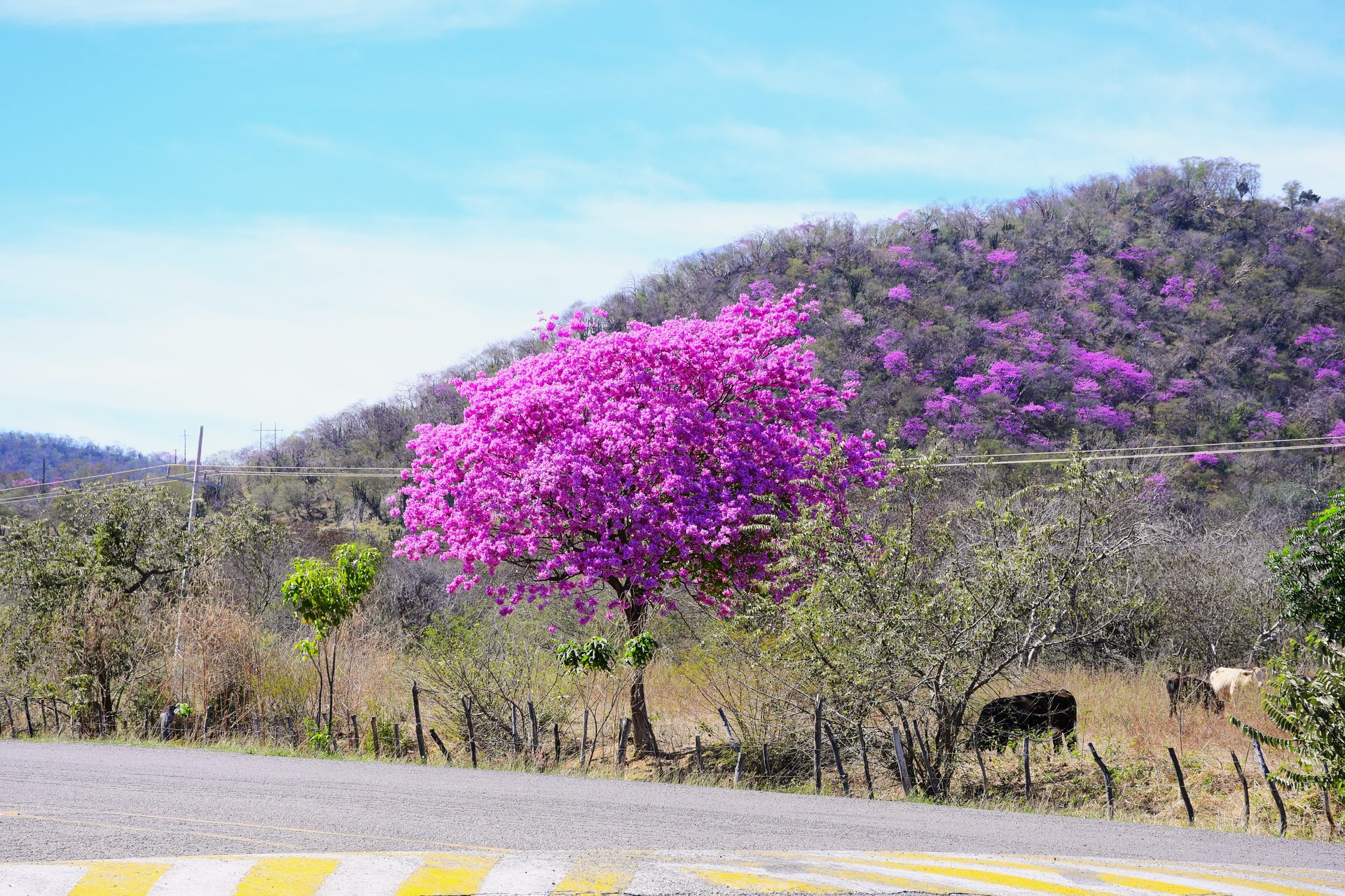 Riquezas Naturales